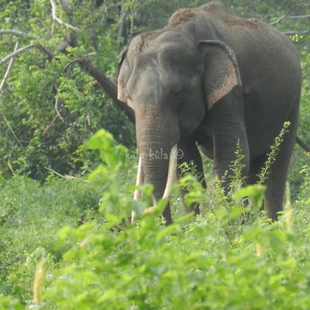 Kula Kula Luxury Camping Resort Udawalawe Buitenkant foto