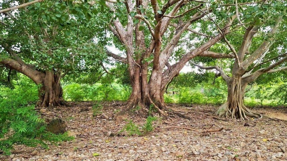 Kula Kula Luxury Camping Resort Udawalawe Buitenkant foto